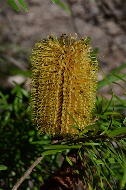 APII jpeg image of Banksia spinulosa var. collina  © contact APII