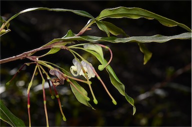 APII jpeg image of Grevillea shiressii  © contact APII