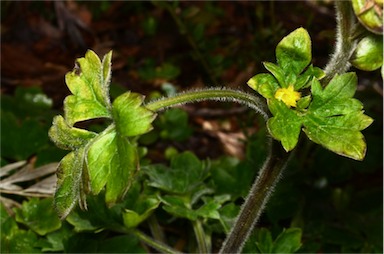 APII jpeg image of Ranunculus scapiger  © contact APII