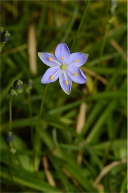 APII jpeg image of Chamaescilla corymbosa  © contact APII