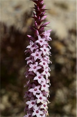 APII jpeg image of Epacris purpurascens var. purpurascens  © contact APII