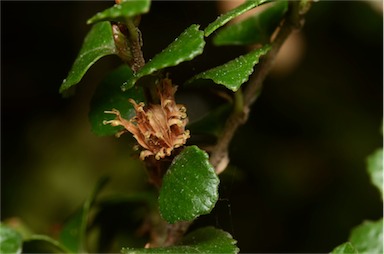 APII jpeg image of Nothofagus cunninghamii  © contact APII