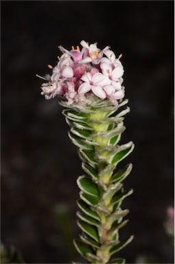 APII jpeg image of Pimelea sericea  © contact APII