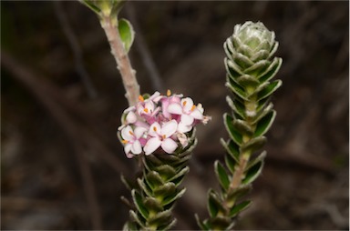 APII jpeg image of Pimelea sericea  © contact APII