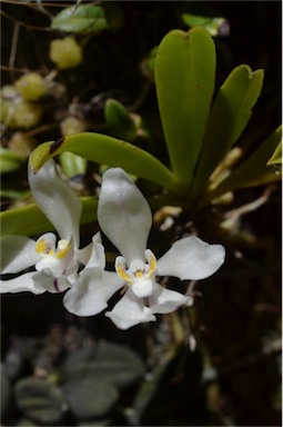 APII jpeg image of Sarcochilus falcatus  © contact APII