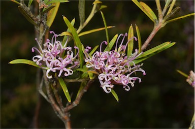 APII jpeg image of Grevillea patulifolia  © contact APII