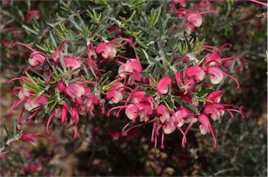 APII jpeg image of Grevillea lavandulacea  © contact APII