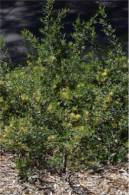 APII jpeg image of Grevillea 'Canterbury Gold'  © contact APII