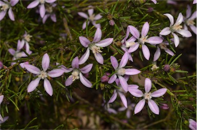 APII jpeg image of Philotheca salsolifolia subsp. salsolifolia  © contact APII