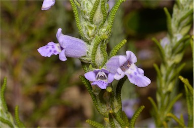 APII jpeg image of Chloanthes stoechadis  © contact APII