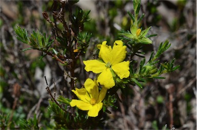 APII jpeg image of Hibbertia paeninsularis  © contact APII