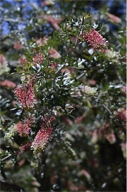 APII jpeg image of Grevillea willisii  © contact APII