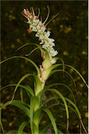 Dracophyllum oceanicum