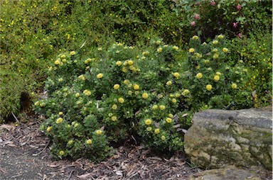 APII jpeg image of Isopogon anemonifolius 'Little Drumsticks'  © contact APII