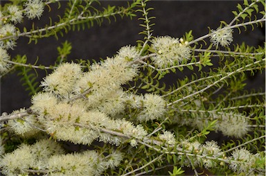 APII jpeg image of Melaleuca acutifolia  © contact APII