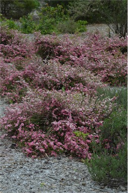 APII jpeg image of Leptospermum 'Love Affair'  © contact APII