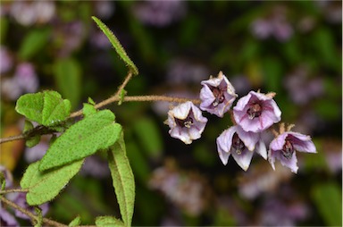 APII jpeg image of Thomasia pauciflora  © contact APII