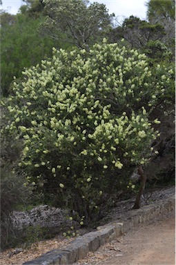 APII jpeg image of Callistemon pallidus  © contact APII