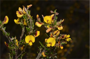 APII jpeg image of Aotus ericoides  © contact APII