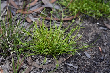 APII jpeg image of Isolepis gaudichaudiana  © contact APII