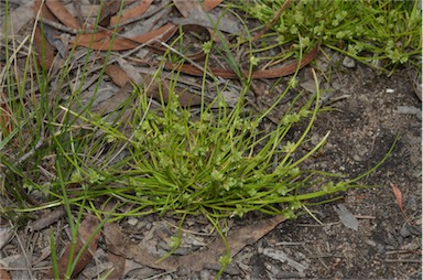 APII jpeg image of Isolepis gaudichaudiana  © contact APII