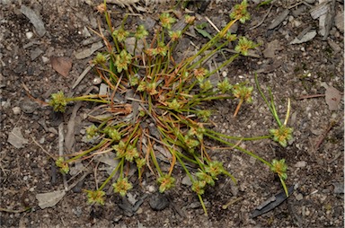 APII jpeg image of Isolepis australiensis  © contact APII