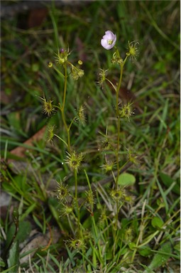 APII jpeg image of Drosera hookeri  © contact APII