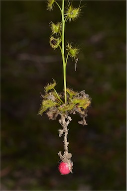 APII jpeg image of Drosera hookeri  © contact APII