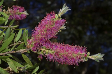 APII jpeg image of Callistemon pungens subsp. synoriensis  © contact APII