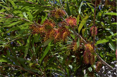 APII jpeg image of Hakea trineura  © contact APII