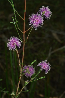 APII jpeg image of Kunzea opposita var. opposita  © contact APII