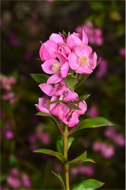 APII jpeg image of Boronia 'Aussie Rose'  © contact APII