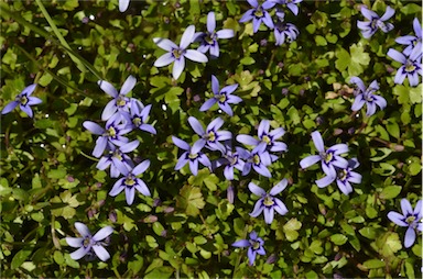 APII jpeg image of Isotoma fluviatilis subsp. australis  © contact APII