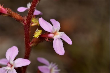 APII jpeg image of Stylidium graminifolium  © contact APII