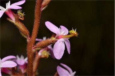 APII jpeg image of Stylidium graminifolium  © contact APII