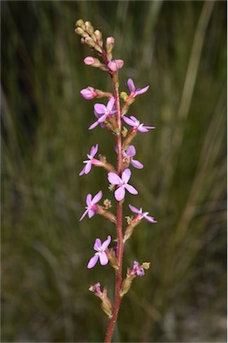 APII jpeg image of Stylidium graminifolium  © contact APII