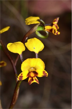 APII jpeg image of Diuris semilunulata  © contact APII