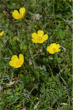 APII jpeg image of Ranunculus lappaceus  © contact APII