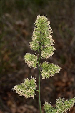 APII jpeg image of Dactylis glomerata  © contact APII