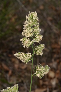 APII jpeg image of Dactylis glomerata  © contact APII