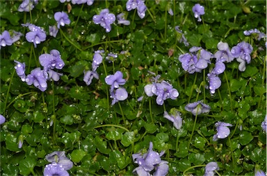 APII jpeg image of Viola 'Monga Magic'  © contact APII