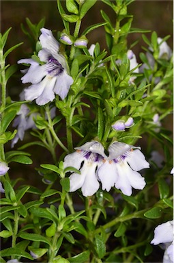 APII jpeg image of Prostanthera 'Pigeon Blue'  © contact APII