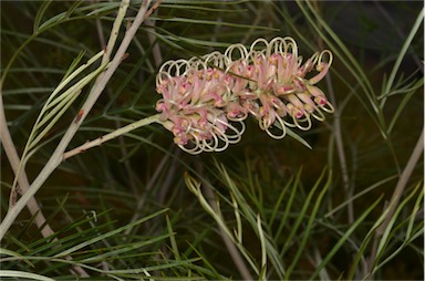 APII jpeg image of Grevillea 'Caloundra Gem'  © contact APII