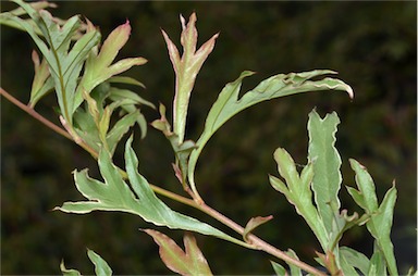 APII jpeg image of Grevillea x gaudichaudii 'Gaudi's Ghost'  © contact APII