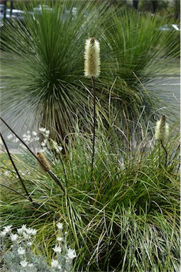 APII jpeg image of Xanthorrhoea macronema  © contact APII