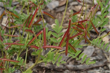 APII jpeg image of Indigofera baileyi  © contact APII