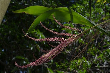 APII jpeg image of Cordyline cannifolia  © contact APII