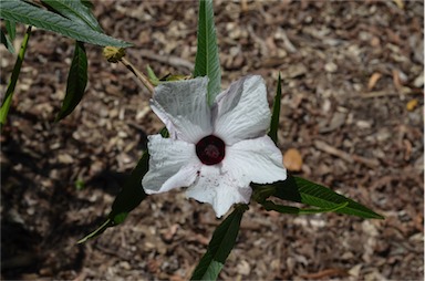 APII jpeg image of Hibiscus heterophyllus subsp. heterophyllus  © contact APII