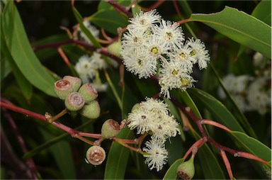 APII jpeg image of Eucalyptus haemastoma  © contact APII