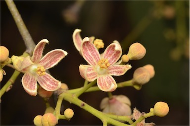 APII jpeg image of Brachychiton rupestris  © contact APII